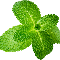 Menthol