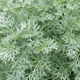 Wormwood